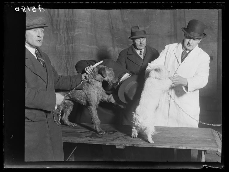 Dogs at Crufts being examined by vets