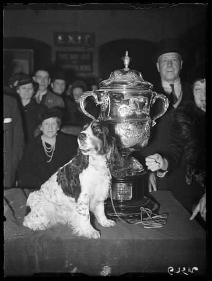 Exquisite Model of Wane', Champion of Champions at Crufts