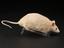 Knockout mouse with genetic abnormality causing obesity, 1998