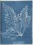 Booklet of 'Photographs of British Algae: Cyanotype Impressions' by Anna Atkins