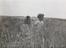 A woman and child in the oat fields at Gt