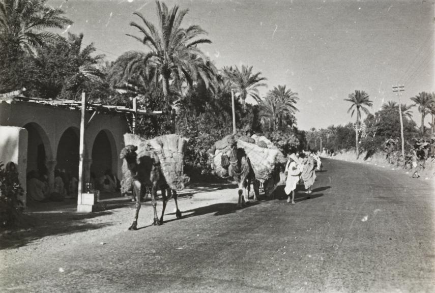 Man herding camels on road in Tripoli, Libya