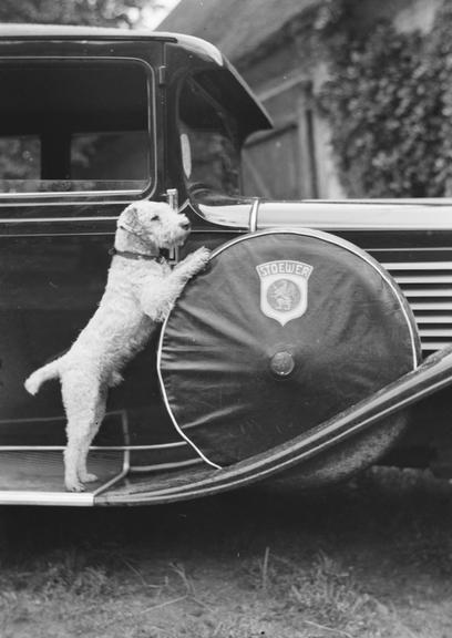 Dog poses with spare wheel of Stoewer car