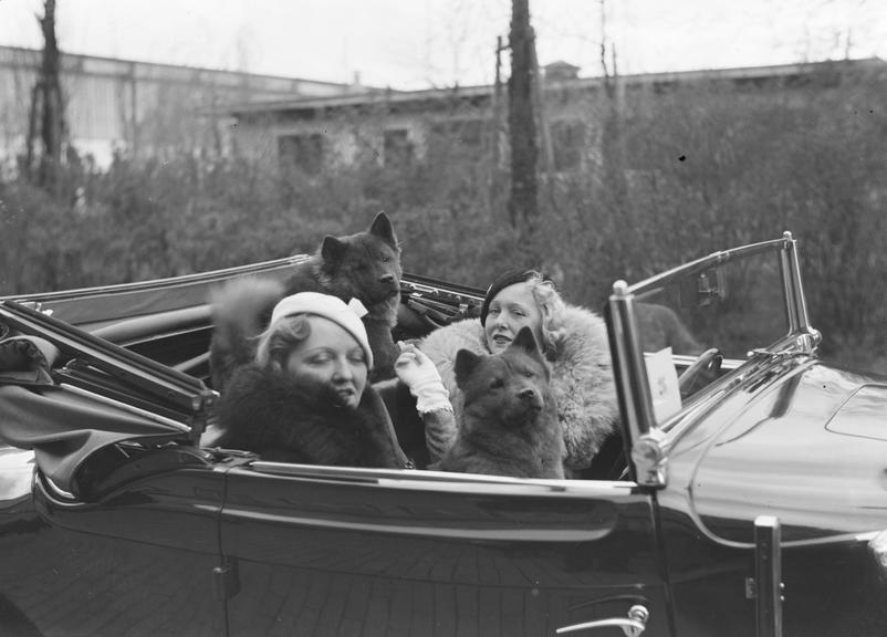 Two women and their dogs in a car