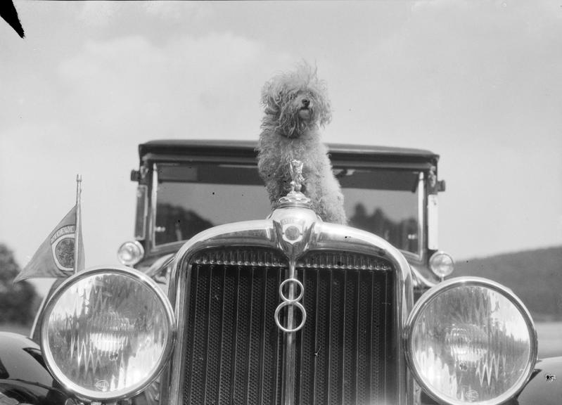 Dog sits on bonnet of an 8 cylinder Stoewer car