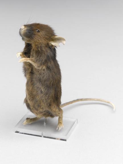 A mouse which has been fed on a calorie-restricted diet