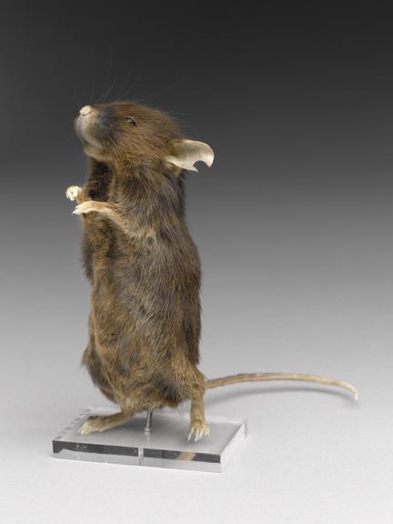 A mouse which has been fed on a calorie-restricted diet