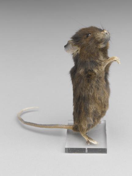 A mouse which has been fed on a calorie-restricted diet