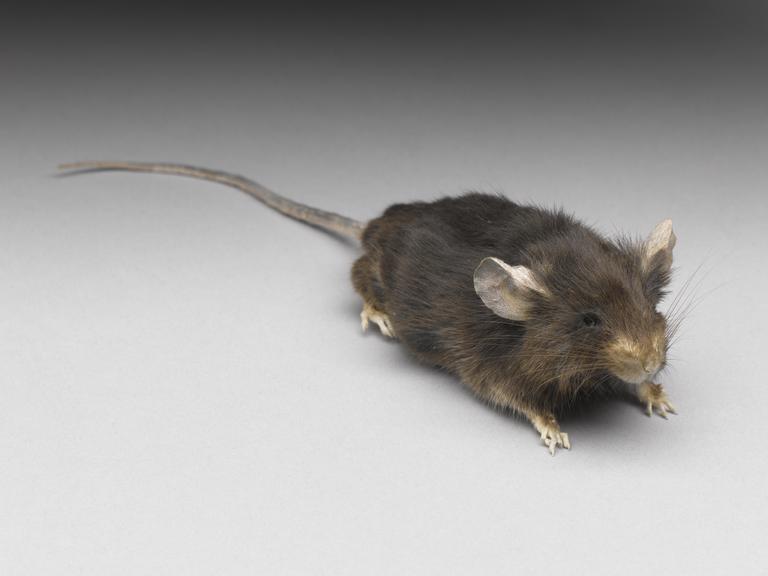 A mouse which has been fed on a non calorie-restricted diet