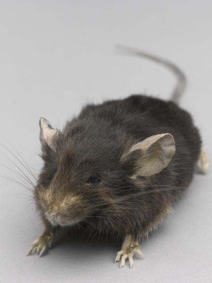 A mouse which has been fed on a non calorie-restricted diet