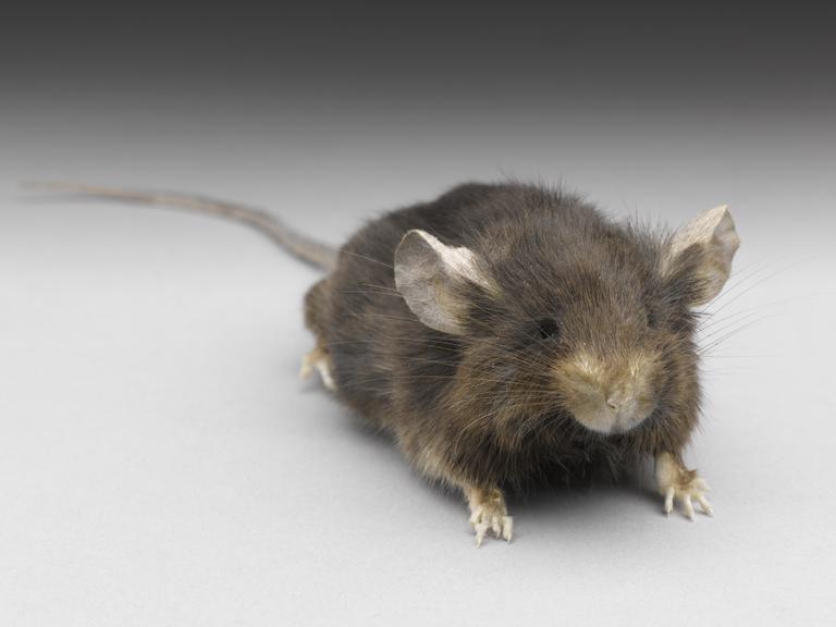 A mouse which has been fed on a non calorie-restricted diet