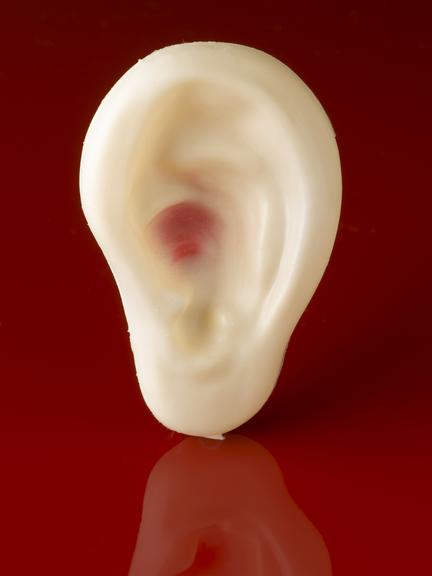 [Model of ear]