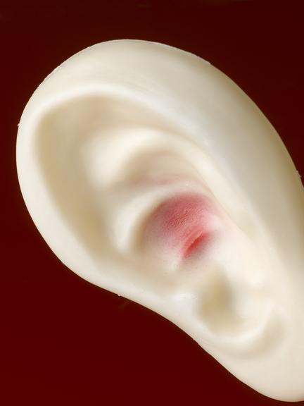 [Model of ear]