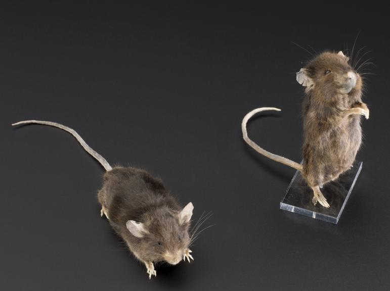 A mouse which has been fed on a calorie-restricted diet