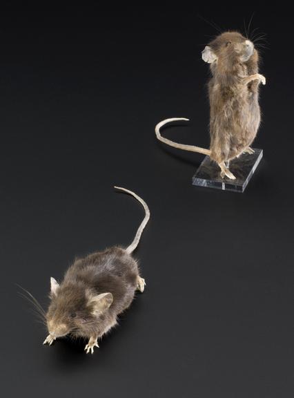 A mouse which has been fed on a calorie-restricted diet