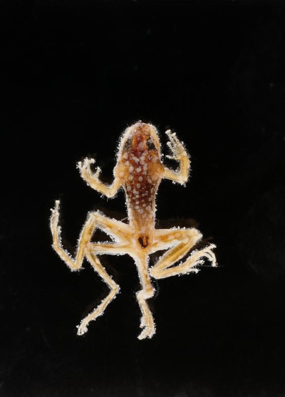 Trematode cyst-infected subadult Pacific Treefrog (Hyla