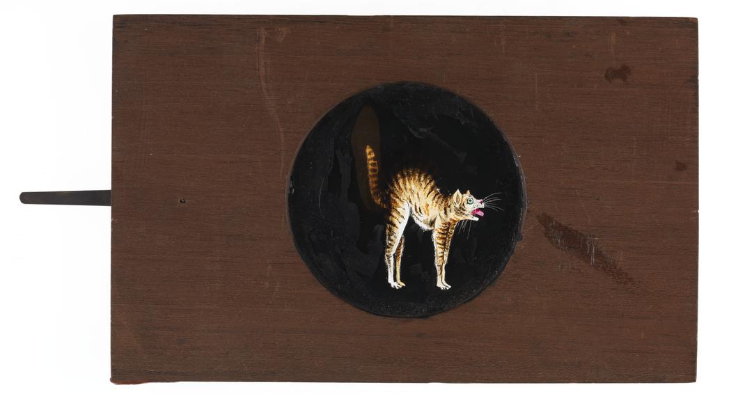 Hand coloured lantern slide of a cat