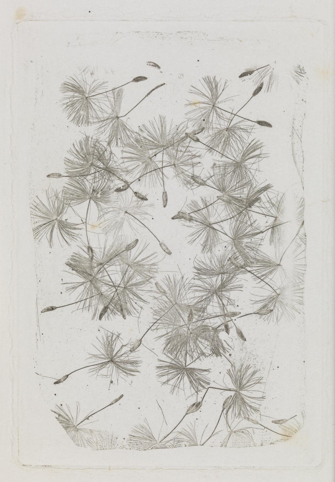 Photoglyphic engraving of dandelion seeds  'Taraxacum officinale'