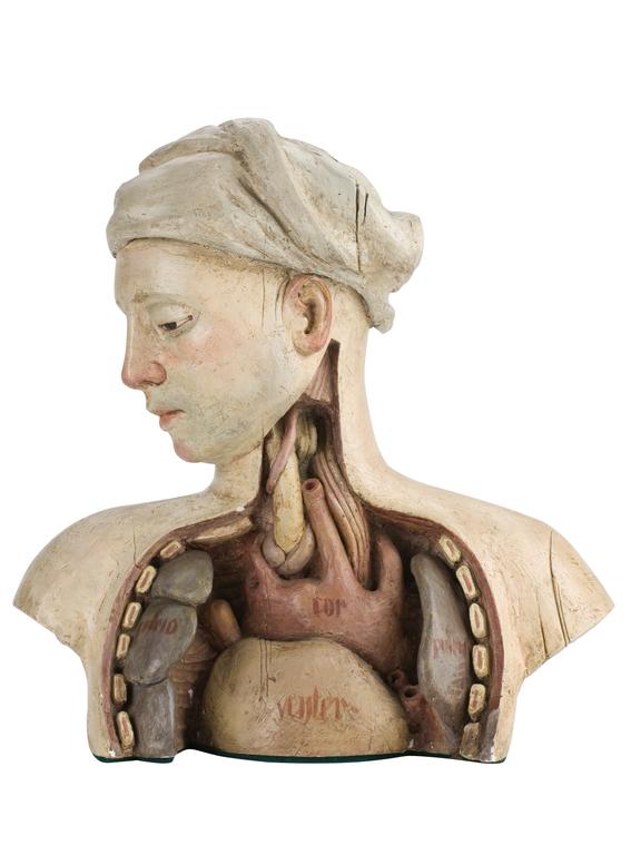 Plaster bust with dissected thorax