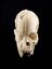 Ivory model of a half head, half skull, mounted on a metal rod