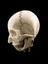 Ivory model of a half head, half skull, mounted on a metal rod