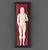 Ivory anatomical figure, male