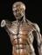 Carved wooden male anatomical figure showing musculative and