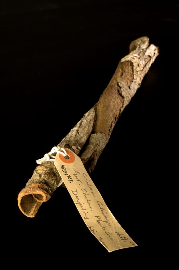 Strip of rolled cinchona bark from the Government Cinchona