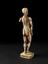 Ivory anatomical figure, male