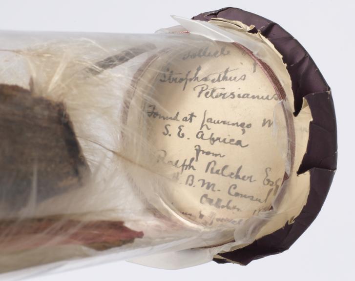 Caption under lid of specimen jar containing follicles of