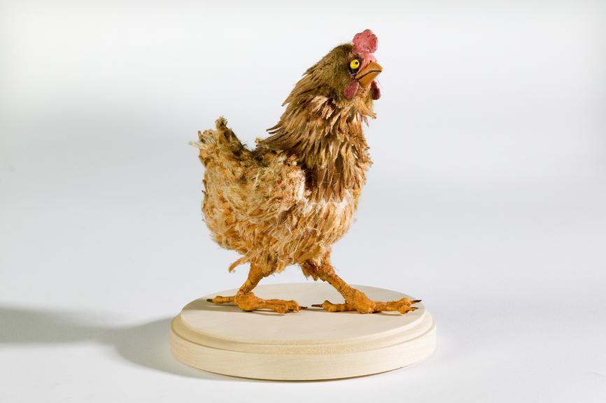 Model of a chicken from the music video for the track 'The