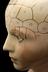 Porcelain phrenological bust, tinted skin colour