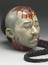 Painted plaster model of the head of an executed Chinese