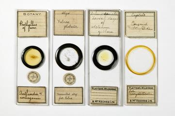 Microscope slides by Flatters