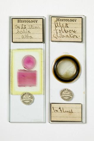 Microscope slides by Abraham Flatters