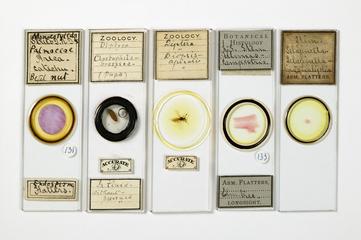 Microscope slides by Abraham Flatters. Printed labels show "Abm. Flatters" "Accurate AF"