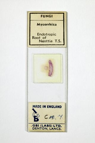 Microscope slide by GBI