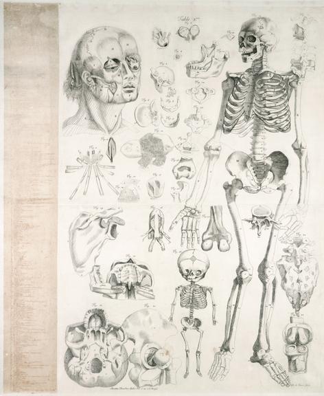 Anatomical drawings by Amé Bourdon; engraved by Daniel le