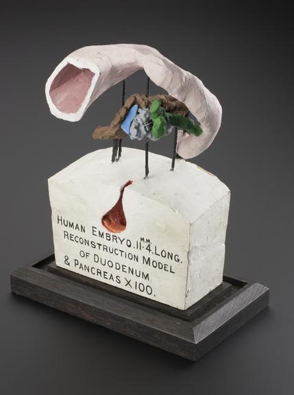 Ten plaster embryological models on stands
