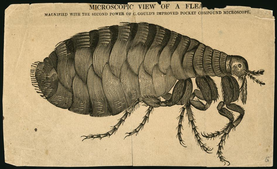 Microscopic View of a Flea | Science Museum Group Collection