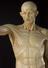 Plaster model of the life size ecorche anatomical figure in