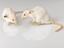 Two freeze dried male transgenic mice (nos 1134 and 1136) that