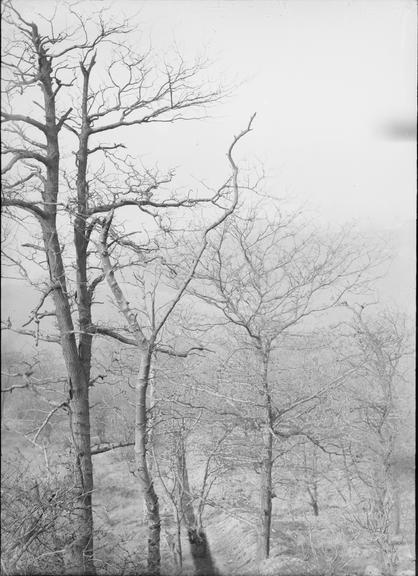 Works photographic negative of view from above trees, Sheffield