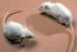 Two freeze dried male transgenic mice (nos 1134 and 1136) that