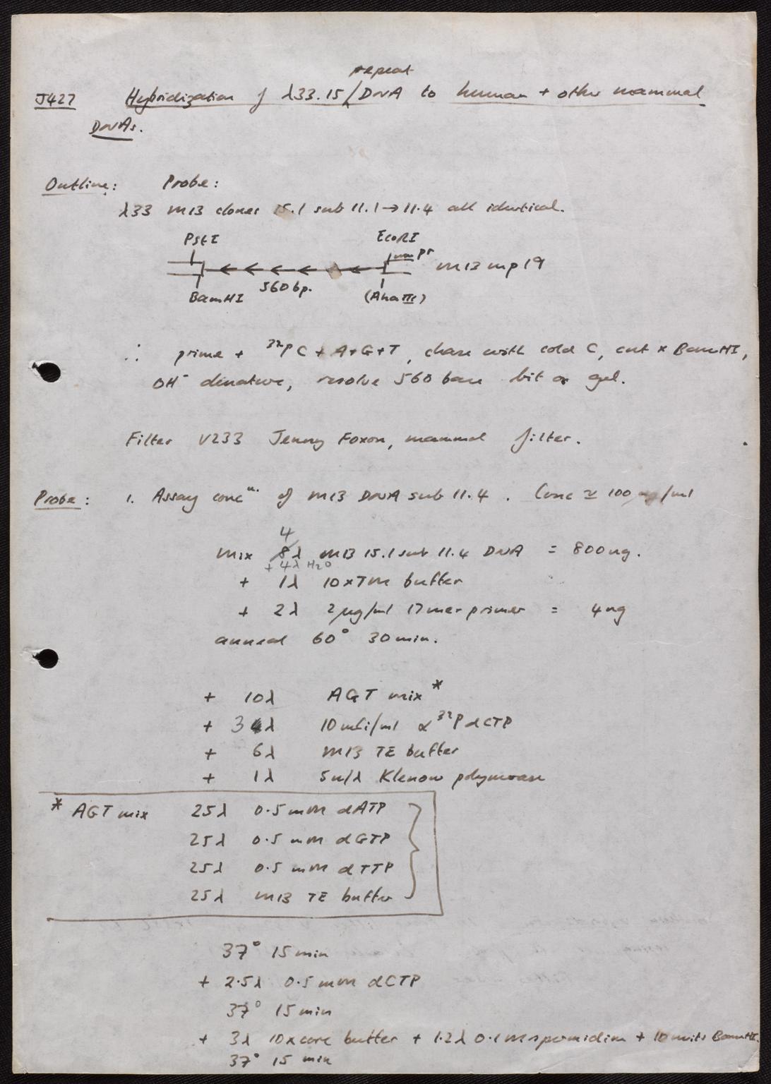 Laboratory notes written during the preparation of an autoradiograph of the first genetic fingerprint, Leicester England, 1984