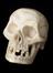 Marble skull