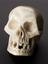 Marble skull