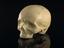 Phrenological demonstrative skull cast in plaster from the head