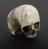 Ivory model of a skull