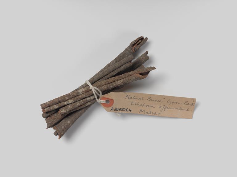 Bundle of rolled strips of bark, cinchona